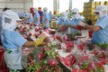 火龙果——越南主要的出口水果产品