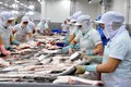 出口美国的越南查鱼将在各个环节受到监管