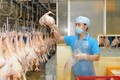 越南首批鸡肉将于本月9日出口日本