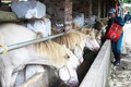 Phát huy hiệu quả mô hình chăn nuôi động vật bản địa tại Phú Lương
