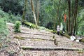 Trồng hơn 4.600 ha sâm Ngọc Linh dưới tán rừng Tu Mơ Rông