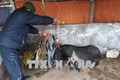 Người dân tỉnh Sơn La tích cực phòng, chống rét cho cây trồng, vật nuôi