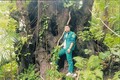 昆山岛国家公园3大古老树木被列入越南遗产树名录