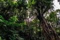 Thêm 3 cây cổ thụ Vườn quốc gia Côn Đảo được công nhận là Cây Di sản Việt Nam 