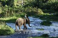 Bảo tồn, phát triển đàn voi ở Đắk Lắk 