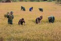 Quân và dân Đắk Lắk chung tay phát triển kinh tế, văn hóa vùng biên