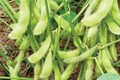 Kỹ thuật trồng đậu nành rau