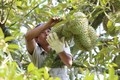 Đắk Lắk phát triển các loại cây ăn quả có giá trị kinh tế cao