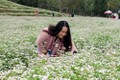 Đồi hoa tam giác mạch thu hút khách du lịch đến Nghệ An