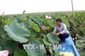 Ông Tạ Văn Chung thành công với mô hình trồng sen trên nền đất lúa