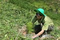 Các tỉnh Tây Nguyên thực hiện quản lý rừng bền vững