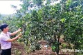 Hơn 70 tỷ đồng phát triển vùng trồng cam và trồng cây dược liệu ở huyện Nam Đông