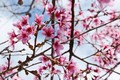 大叻市梅樱桃花卉节开幕
