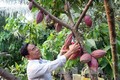 Cách trồng ca-cao mang lại hiệu quả kinh tế cao