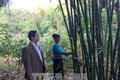 Người dân Quan Sơn giảm nghèo nhờ trồng cây vầu