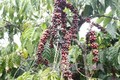 Kon Tum phát triển diện tích cà phê xứ lạnh