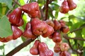 Kỹ thuật trồng cây roi đỏ Thái Lan cho nhiều quả
