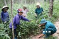 Hiệu quả mô hình trồng rừng kết hợp chăn nuôi ở huyện miền núi Phong Thổ