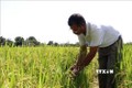 Huyện Phú Thiện đưa nhiều giống lúa chất lượng cao vào sản xuất