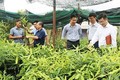 Hỗ trợ 1.000 cây mắc-ca giống cho huyện Nậm Pồ