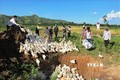 Đắk Lắk tiêu hủy 2.500 con vịt bị cúm A/H5N6