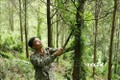 Thái Nguyên điều chỉnh rừng phòng hộ đầu nguồn ít xung yếu sang phát triển rừng sản xuất