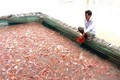 Cách phòng trị bệnh cho cá điêu hồng