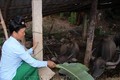 Chị Quàng Thị Kẹo - Người phụ nữ dân tộc Khơ Mú làm kinh tế giỏi