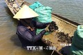 Thừa Thiên - Huế khai thác thế mạnh về nuôi trồng và đánh bắt thủy, hải sản