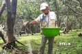 Sâu đục thân gây hại 800 ha điều ở Bình Phước