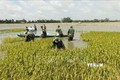 Ngập lũ gây thiệt hại hơn 2.000 ha lúa ở Đồng bằng sông Cửu Long