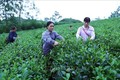 Tuyên Quang xây dựng thương hiệu cho sản phẩm nông nghiệp thế mạnh