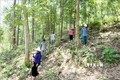 Hiệu quả công tác bảo vệ và phát triển rừng ở Than Uyên