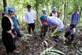 Phát triển cây Sa nhân tím - hướng giảm nghèo bền vững xã miền núi Pú Đao