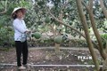 Diện tích trồng cây ăn quả ở Tiền Giang có xu hướng tăng mạnh