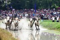 Sôi nổi hội đua bò Bảy Núi - An Giang