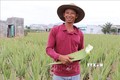 Nông dân Ninh Thuận thay đổi cuộc sống nhờ cây nha đam