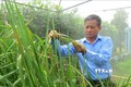 Nông dân Đồng Tháp với đam mê sáng tạo lúa giống đặc sản
