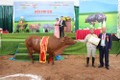 Hội thi bò xã Minh Châu năm 2018