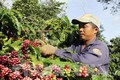 Chế biến tinh cà phê ở Đắk Lắk vẫn còn nhiều hạn chế