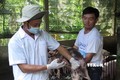 Quảng Trị công bố dịch lở mồm long móng tại huyện Hướng Hóa
