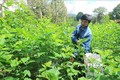 Nhiều ha rừng nguyên liệu giấy "biến mất" ở Lâm Đồng