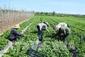 越南FLC集团与以色列企业加强农业合作