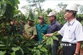 Phát triển kinh tế trang trại ở Đắk Lắk gặp nhiều khó khăn