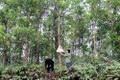 Quảng Ninh điều chỉnh quy hoạch ba loại rừng đến năm 2025