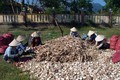 越南对韩国木薯出口额猛增