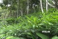 Sơn La khuyến khích doanh nghiệp đầu tư phát triển kinh tế rừng 
