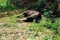 Truy tìm nguyên nhân bò tót hoang dã chết trong Khu Bảo tồn thiên nhiên văn hóa Đồng Nai