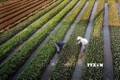 Nghị quyết “tam nông” tạo đà phát triển nền nông nghiệp hiện đại