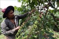Đắk Nông sẽ tổ chức “Ngày cà phê Việt Nam”